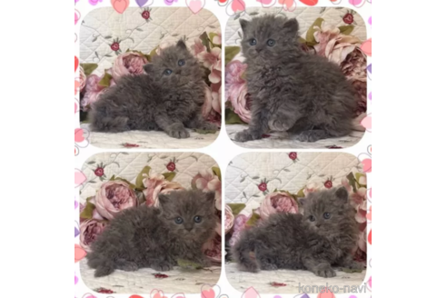 成約済の埼玉県のセルカークレックス-86592の2枚目